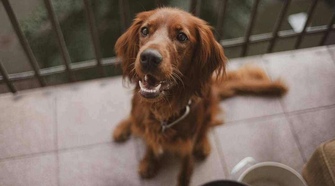 ¿Cuántas veces debe comer un cachorro? Guía por etapas y consejos Perro joven en casa durante su rutina de alimentación