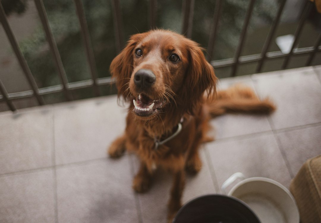 ¿Cuántas veces debe comer un cachorro? Guía por etapas y consejos Perro joven en casa durante su rutina de alimentación