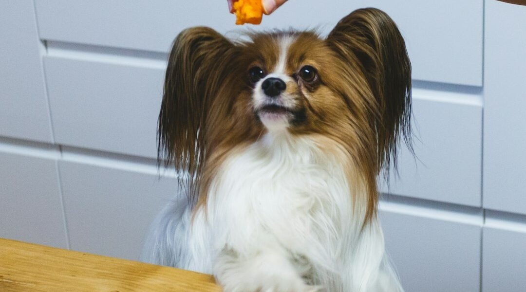 Perro atento en la cocina mientras se prepara comida, con alimentos fuera de su alcance