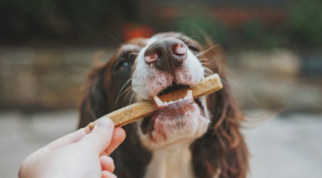 Perro durante una rutina de cuidado dental en casa