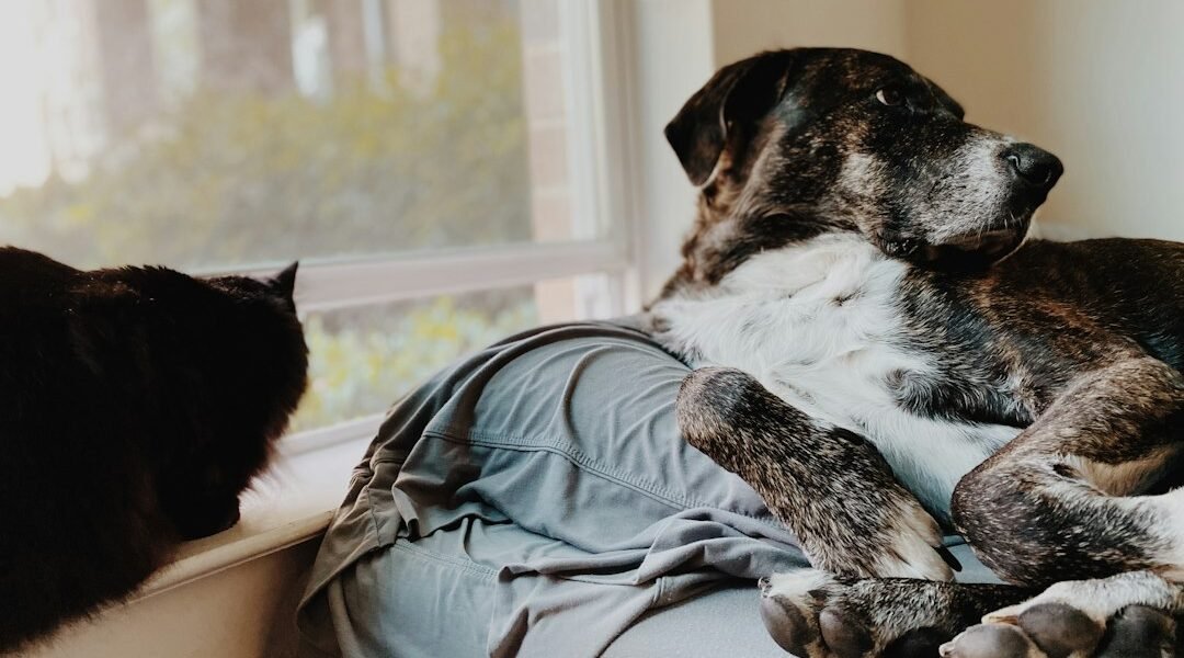 Perro descansando en casa para un artículo sobre cuidado de mascotas