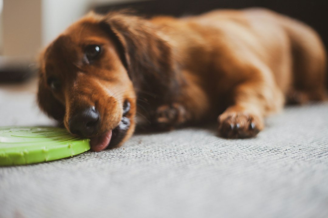 Enriquecimiento ambiental para perros: juegos fáciles para hacer en casa Perro descansando en casa durante una actividad de enriquecimiento