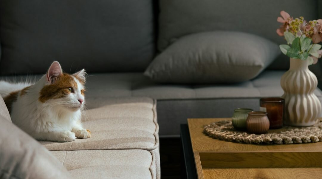 Gato descansando en un sofá en un ambiente tranquilo durante sus primeros días en casa