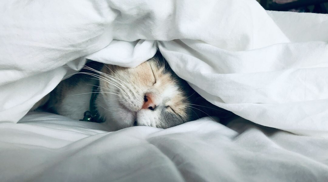 Gato descansando cómodamente en una cama