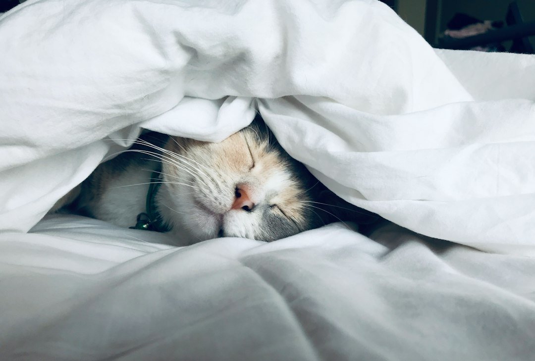 Gato descansando cómodamente en una cama