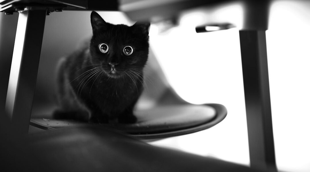 Cómo saber si tu gato está estresado: señales y cómo ayudarlo en casa Gato escondido debajo de una mesa en un ambiente interior tranquilo