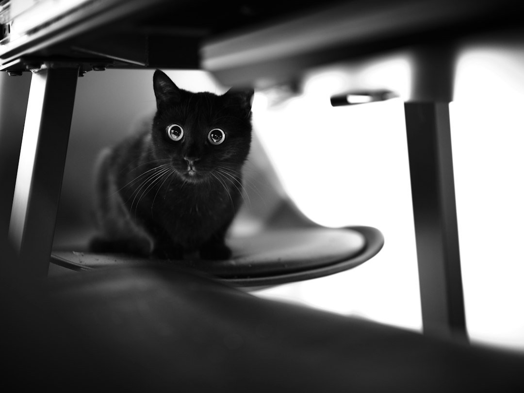 Gato escondido debajo de una mesa en un ambiente interior tranquilo
