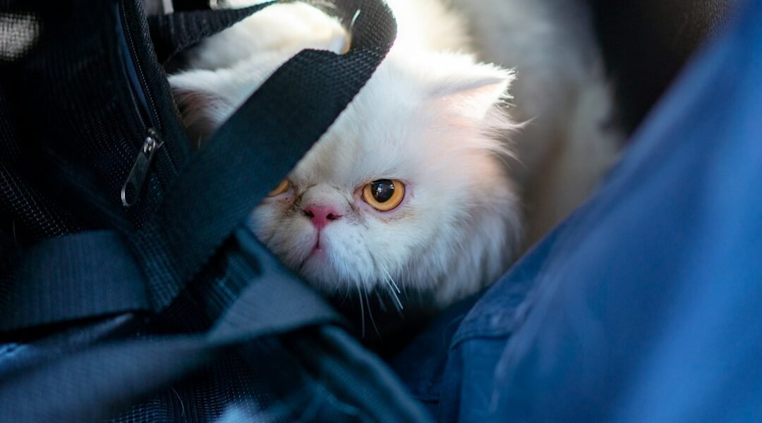 Gato en casa, imagen ilustrativa para preparar su transportadora ante una emergencia