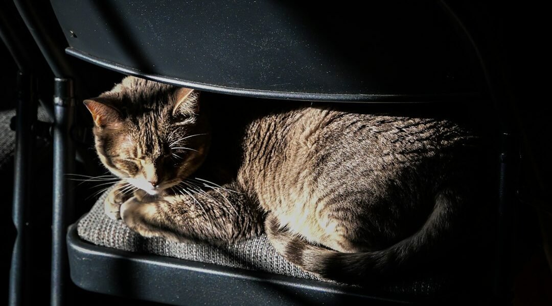 Gato dentro de un guacal para un viaje seguro en automóvil.
