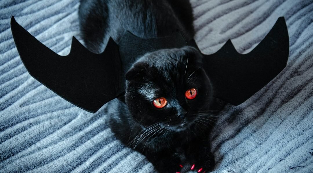 Gato con temática de Halloween para un artículo sobre disfraces seguros para mascotas
