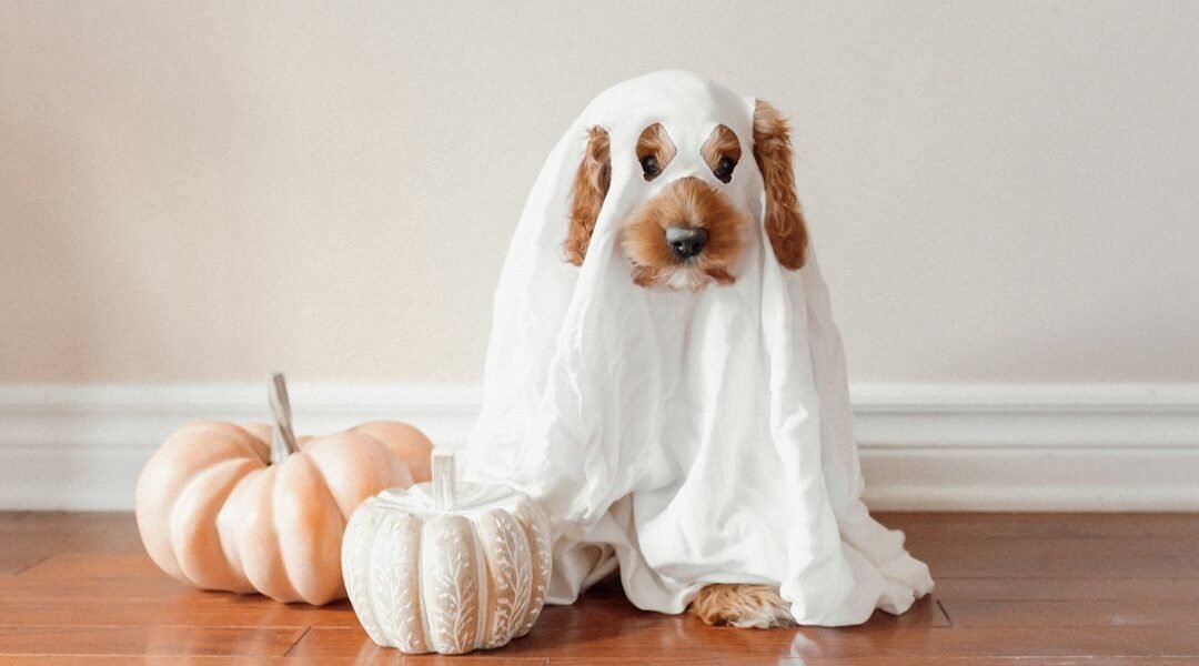 Perro y gato en casa para una celebración de Halloween con mascotas