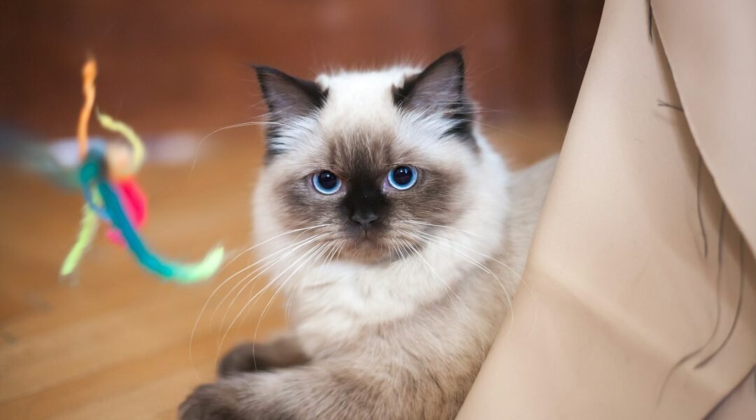Gato en casa para un artículo sobre juguetes interactivos