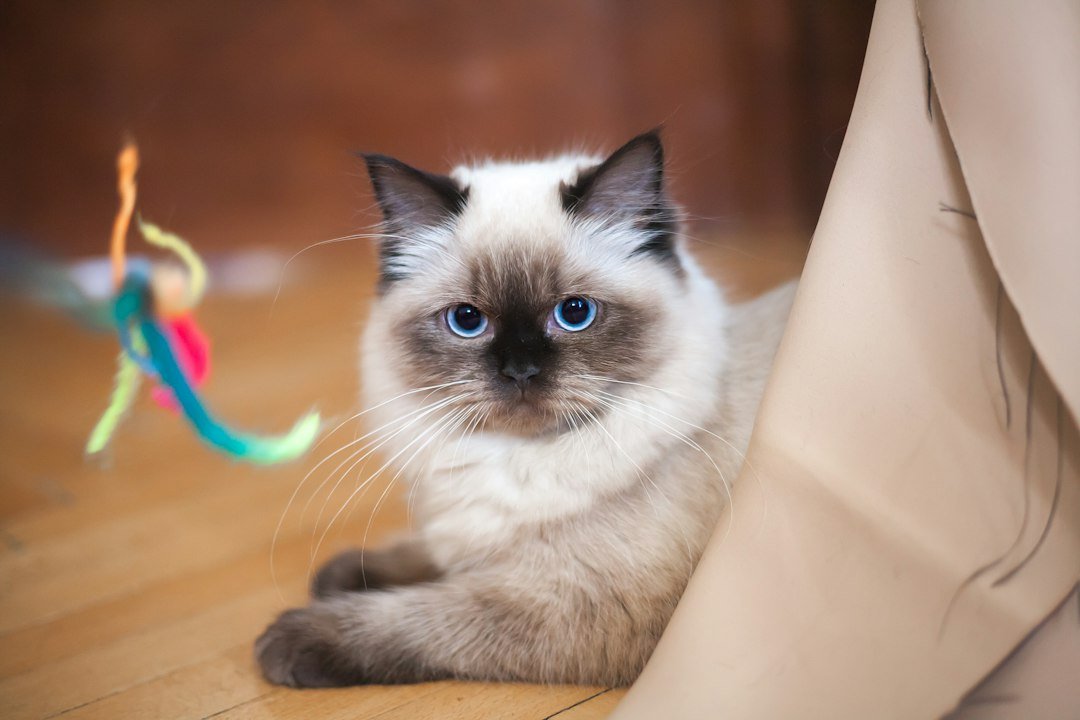 Gato en casa para un artículo sobre juguetes interactivos
