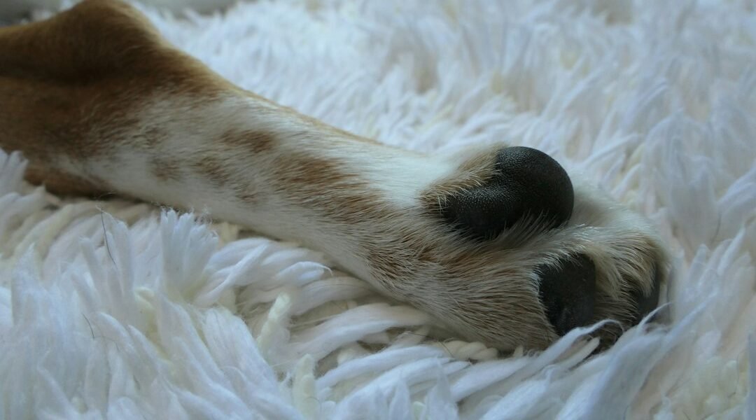 Primer plano de la pata de un perro sobre una alfombra clara