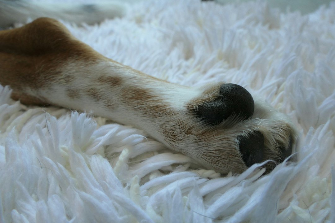 Cómo limpiar las patas de tu perro después del paseo: rutina segura Primer plano de la pata de un perro sobre una alfombra clara