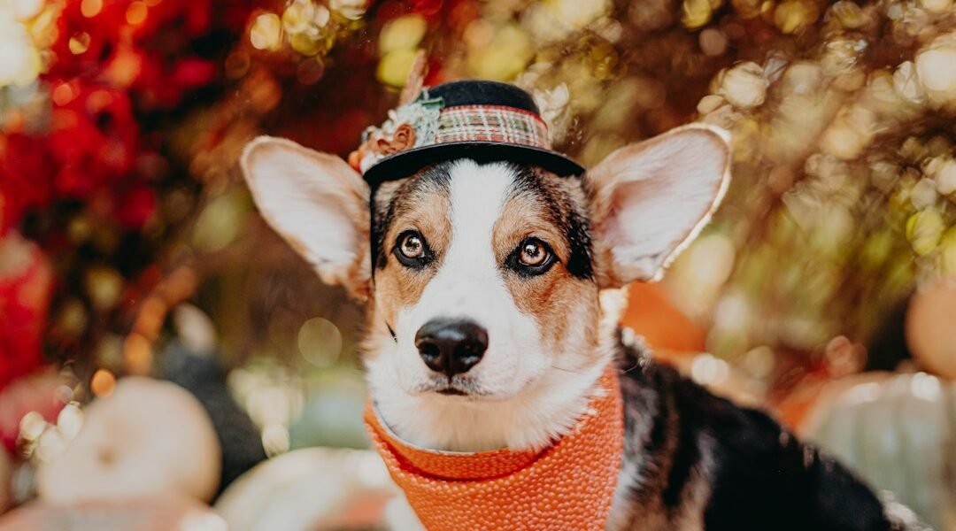 Perro con un accesorio ligero para Halloween, sin cubrir su cara ni limitar sus movimientos.