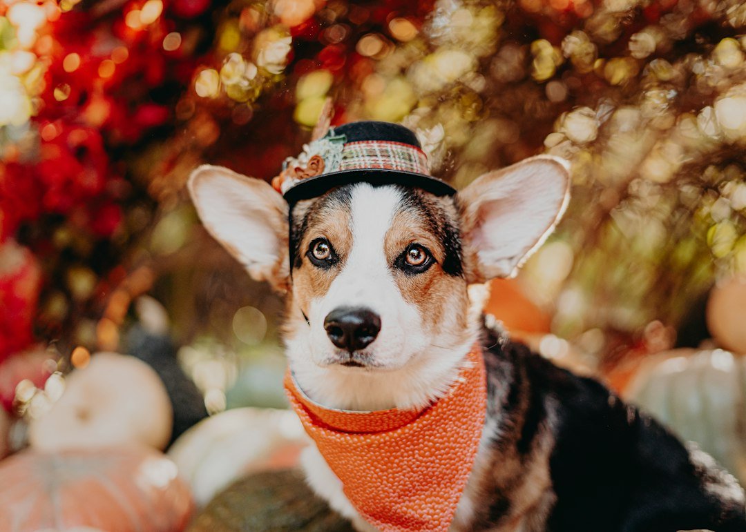 Perro con un accesorio ligero para Halloween, sin cubrir su cara ni limitar sus movimientos.