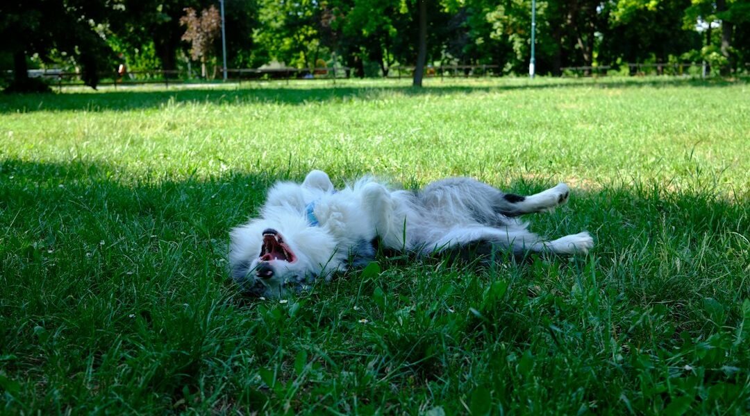 Perro revolcándose sobre el pasto verde