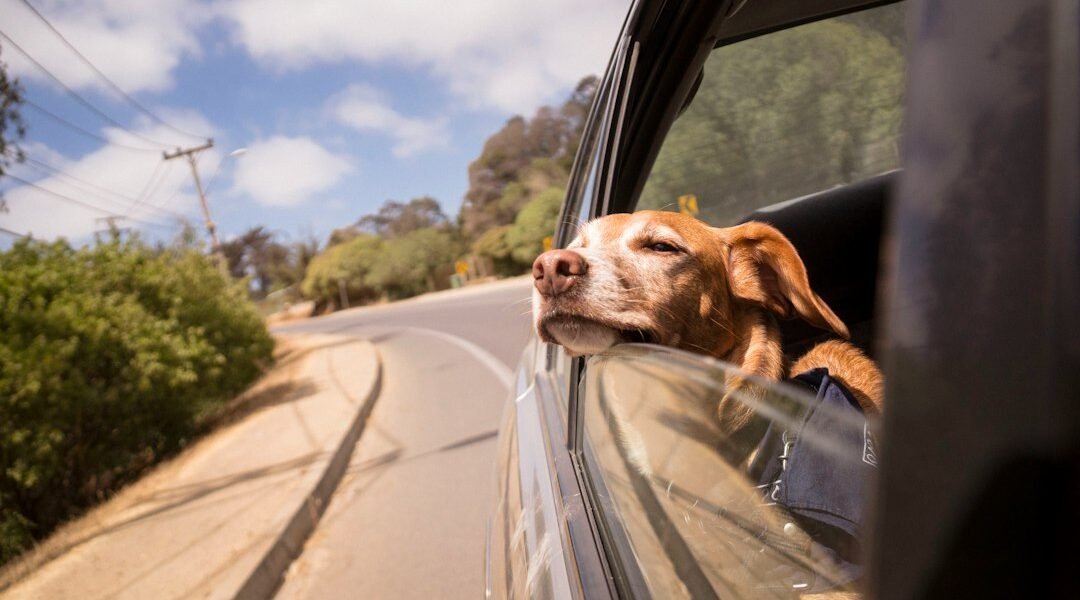 Perro viajando en carro durante un trayecto