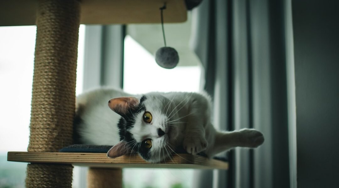 Gato sobre un árbol rascador dentro de casa