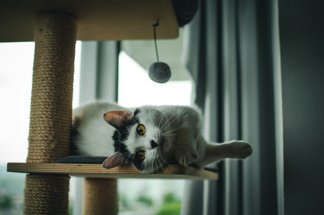 Rascadores para gatos: cómo elegir el adecuado y dónde colocarlo Gato sobre un árbol rascador dentro de casa