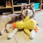 Juguete Interactivo para Perros – Pato Mordedor y Antiaburrimiento - imagen 11