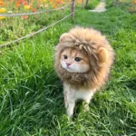 Sombrero para Gato y Gatito – Accesorio Suave para Fotos - imagen 4