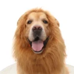 Disfraz de León para Perro – Melena para Perros Medianos y Grandes - imagen 7