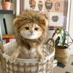Sombrero para Gato y Gatito – Accesorio Suave para Fotos - imagen 5