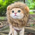Sombrero para Gato y Gatito – Accesorio Suave para Fotos - imagen 2
