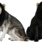 Disfraz de León para Perro – Melena para Perros Medianos y Grandes - imagen 12