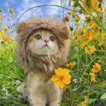 Sombrero para Gato y Gatito – Accesorio Suave para Fotos - imagen 3