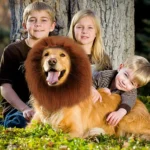 Disfraz de León para Perro – Melena para Perros Medianos y Grandes - imagen 9