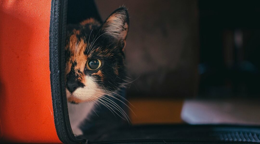 Cómo elegir una transportadora para gatos: medidas, materiales y seguridad Gato dentro de una transportadora para mascotas