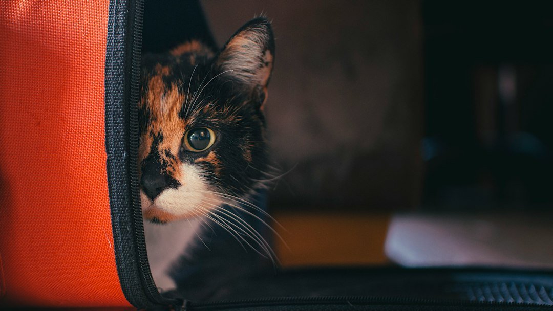 Cómo elegir una transportadora para gatos: medidas, materiales y seguridad Gato dentro de una transportadora para mascotas