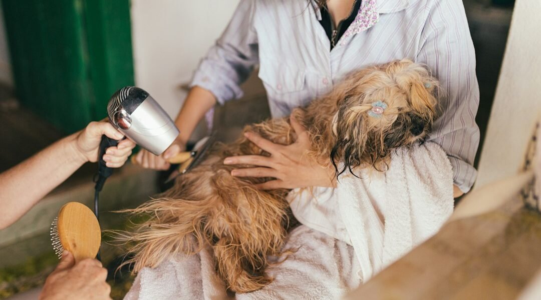 Perro durante una visita de cuidado veterinario