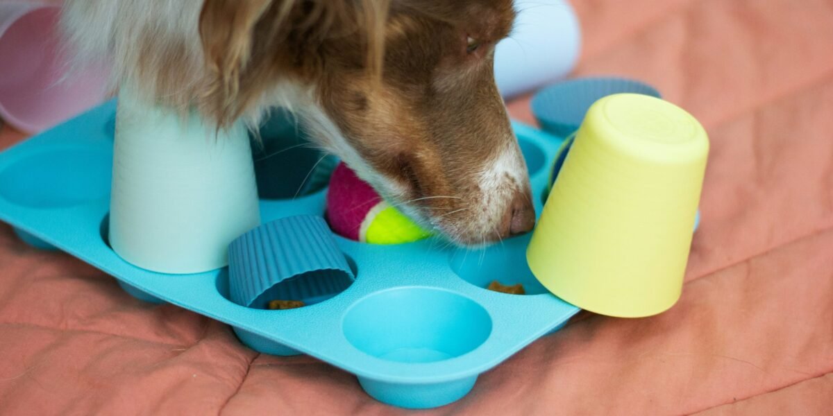 Perro explorando un juguete de enriquecimiento