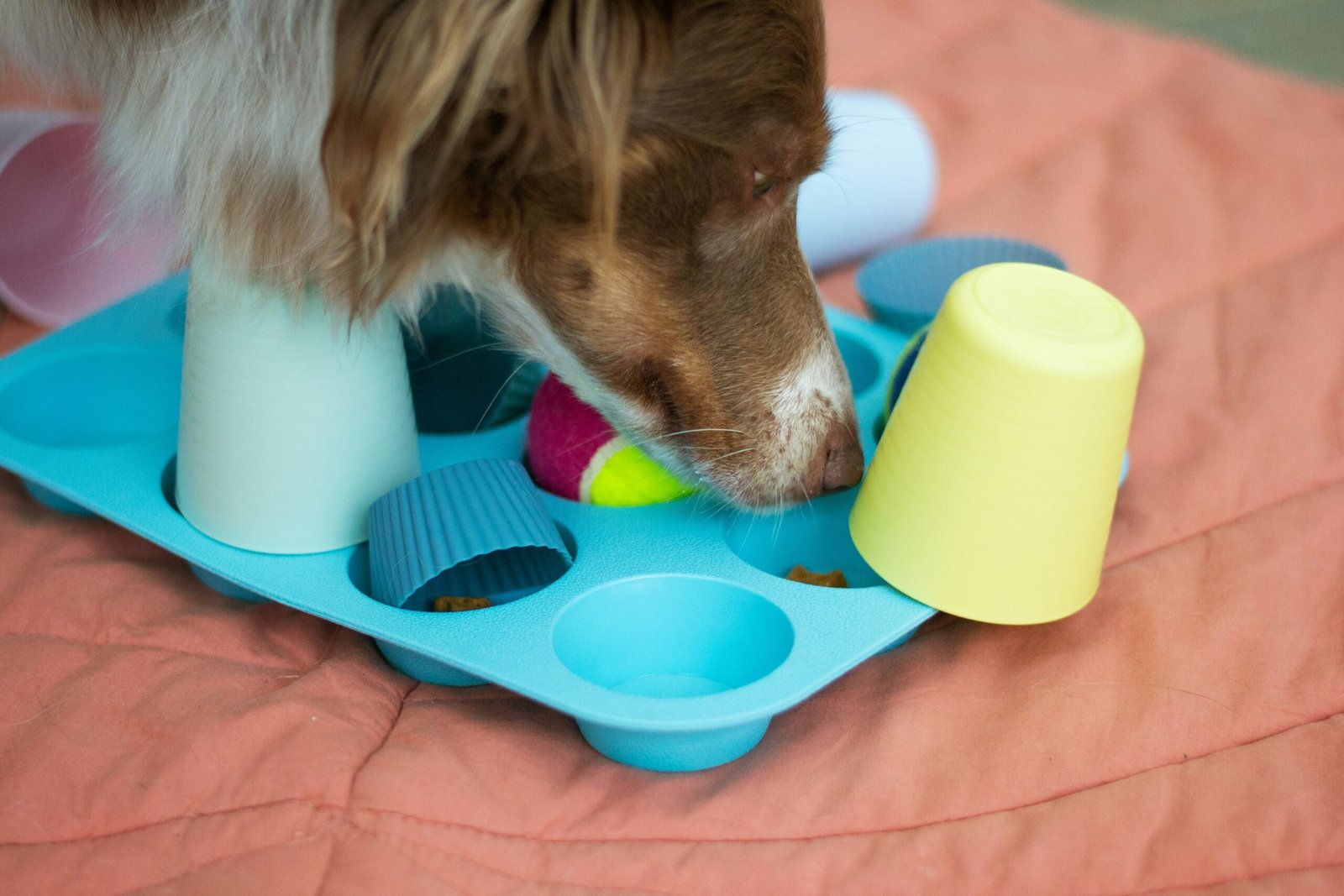 Perro explorando un juguete de enriquecimiento