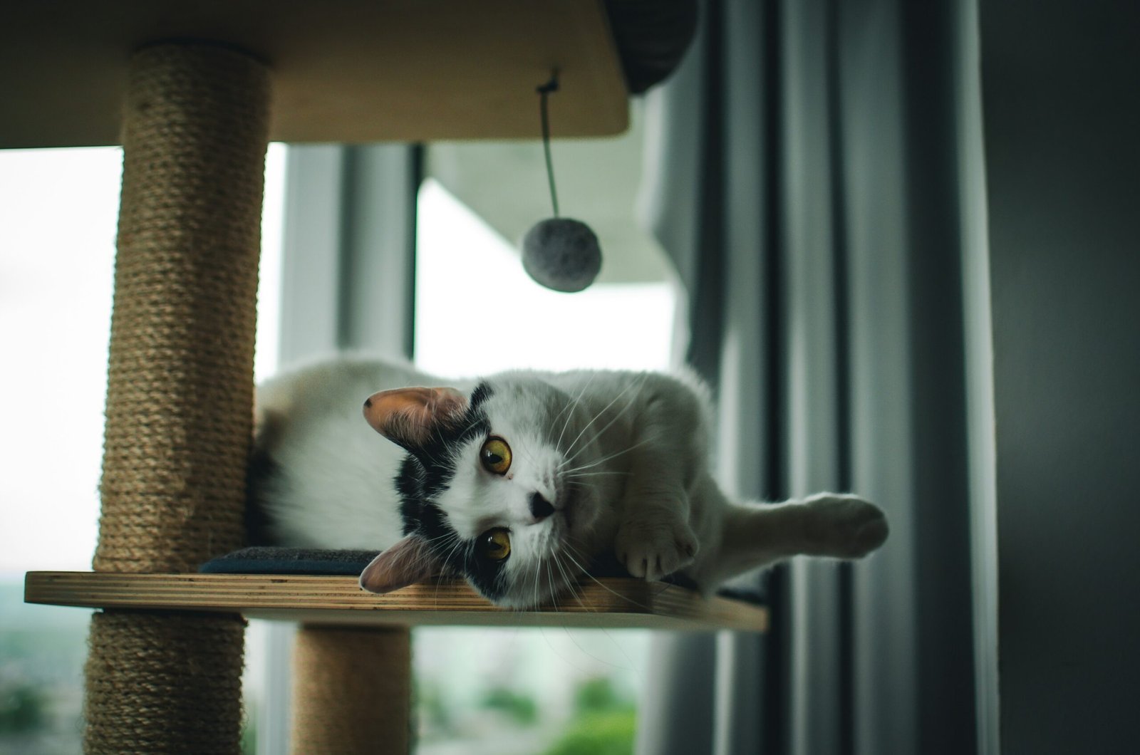 Rascadores para gatos: cómo elegir uno que realmente use Gato junto a un rascador en casa